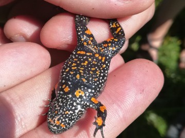 Wizytacja obszaru Natura 2000 Wola Cyrusowa, kumak nizinny (Bombina bombina), 